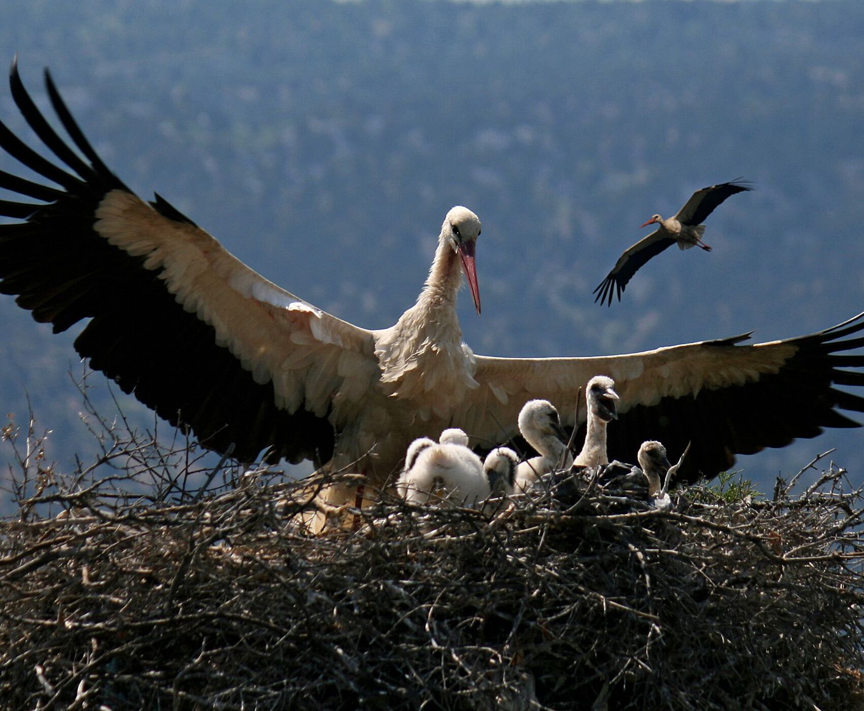 FLAMİNGOLAR & PELİKANLAR & LEYLEKLER & ENDEMİK BİTKİLER & ( BEYŞEHİR GÖLÜ & EBER GÖLÜ & EĞİRDİR GÖLÜ)