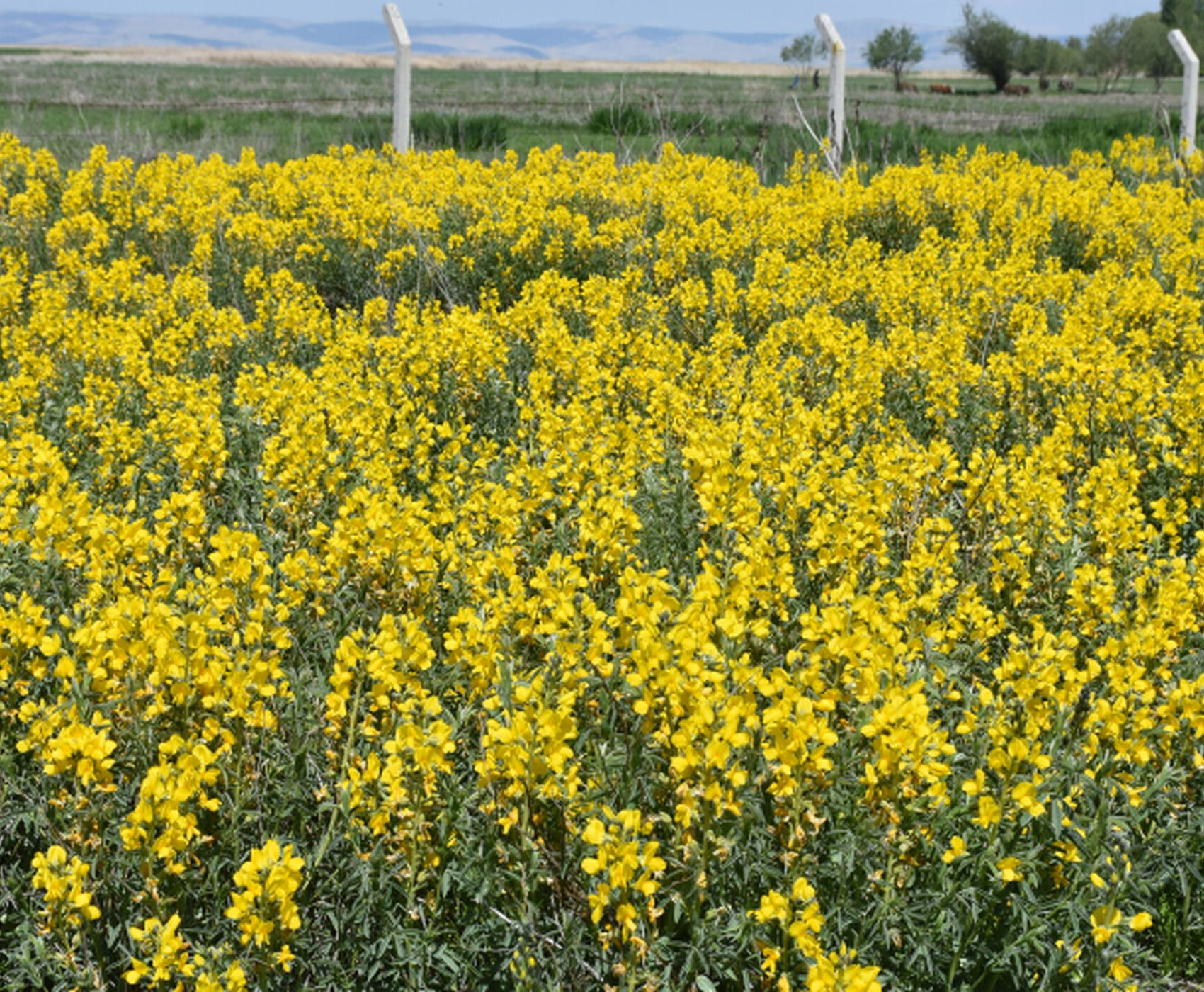 FLAMİNGOLAR & PELİKANLAR & LEYLEKLER & ENDEMİK BİTKİLER & ( BEYŞEHİR GÖLÜ & EBER GÖLÜ & EĞİRDİR GÖLÜ)