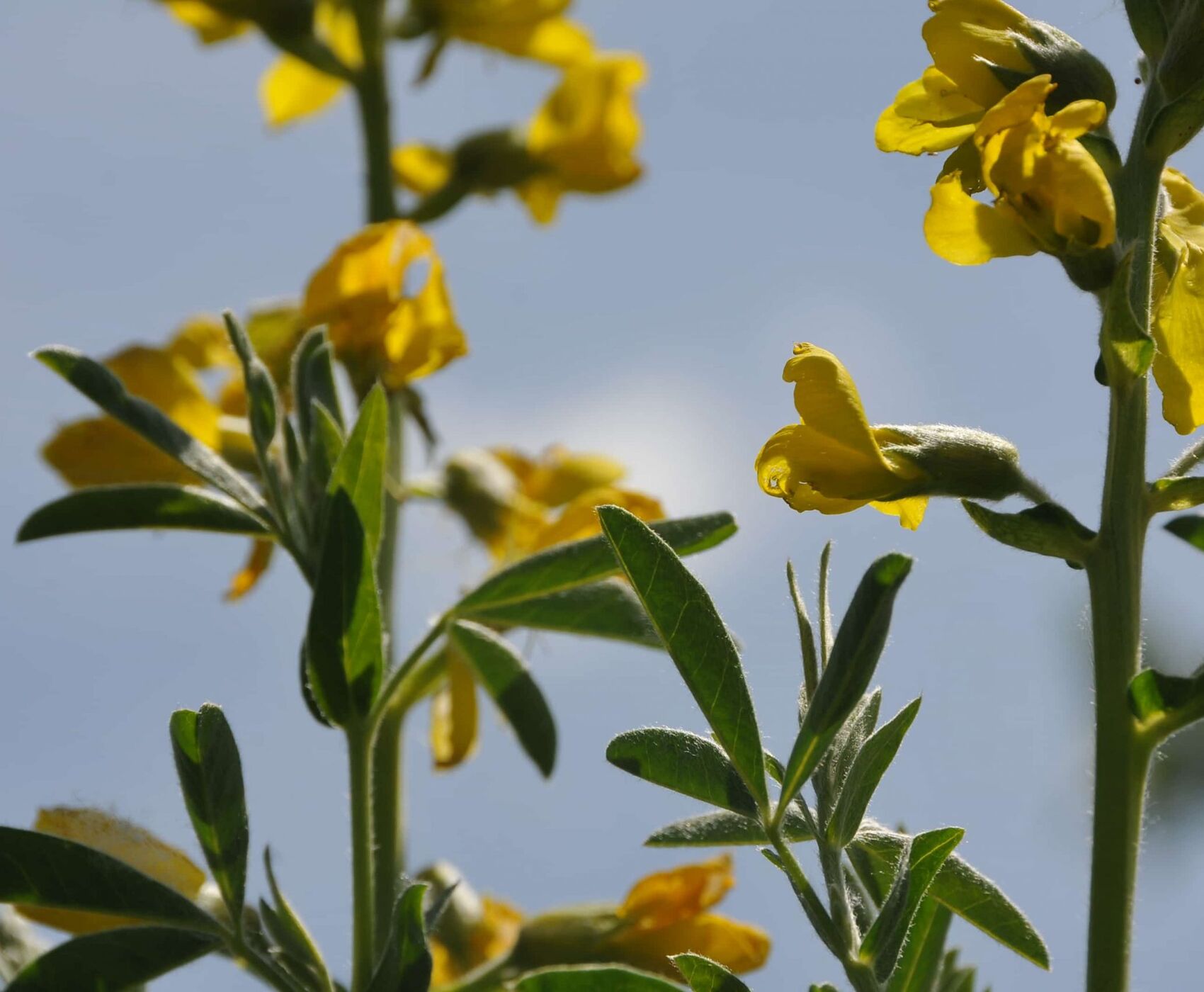 FLAMİNGOLAR & PELİKANLAR & LEYLEKLER & ENDEMİK BİTKİLER & ( BEYŞEHİR GÖLÜ & EBER GÖLÜ & EĞİRDİR GÖLÜ)