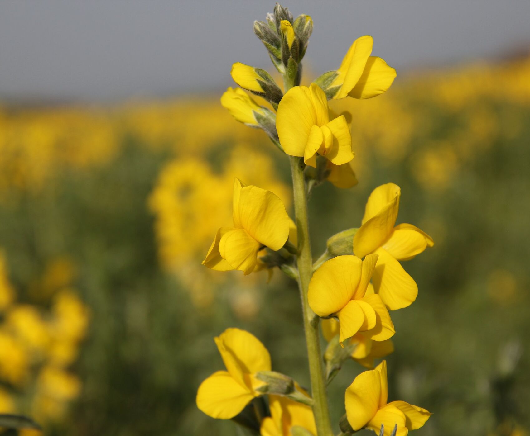 FLAMİNGOLAR & PELİKANLAR & LEYLEKLER & ENDEMİK BİTKİLER & ( BEYŞEHİR GÖLÜ & EBER GÖLÜ & EĞİRDİR GÖLÜ)