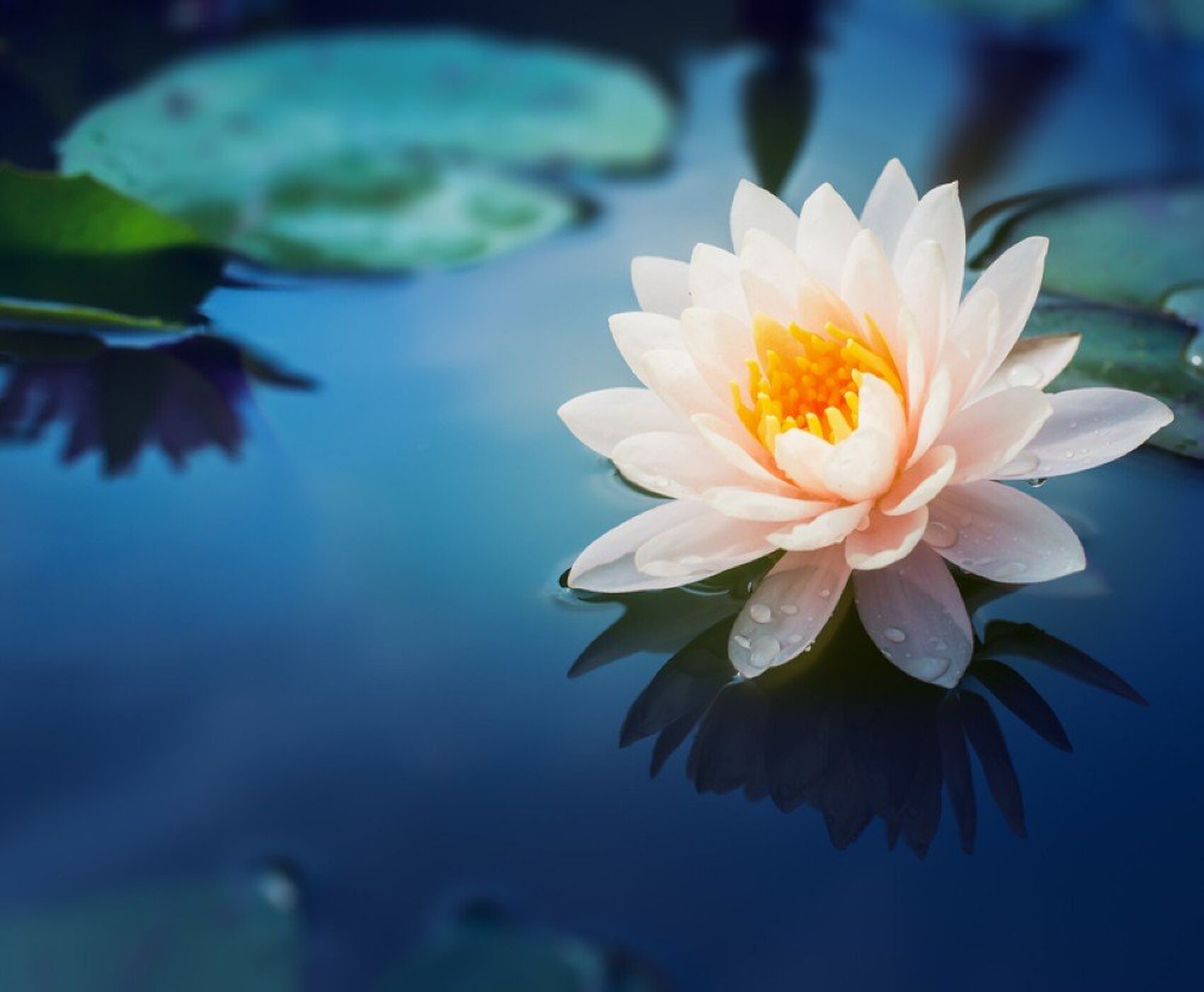 FLAMİNGOLAR & PELİKANLAR & LEYLEKLER & ENDEMİK BİTKİLER & ( BEYŞEHİR GÖLÜ & EBER GÖLÜ & EĞİRDİR GÖLÜ)