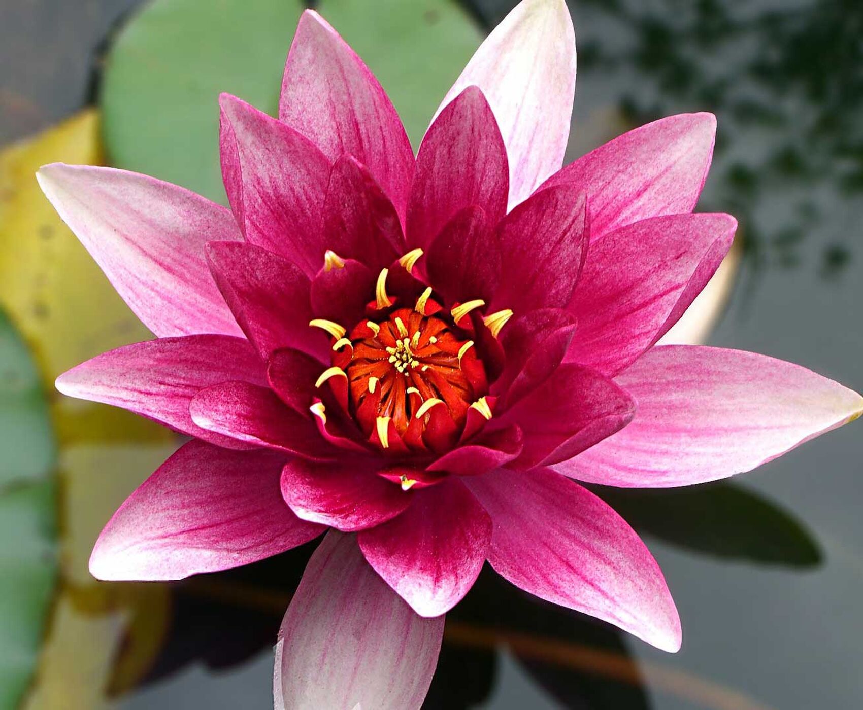 FLAMİNGOLAR & PELİKANLAR & LEYLEKLER & ENDEMİK BİTKİLER & ( BEYŞEHİR GÖLÜ & EBER GÖLÜ & EĞİRDİR GÖLÜ)