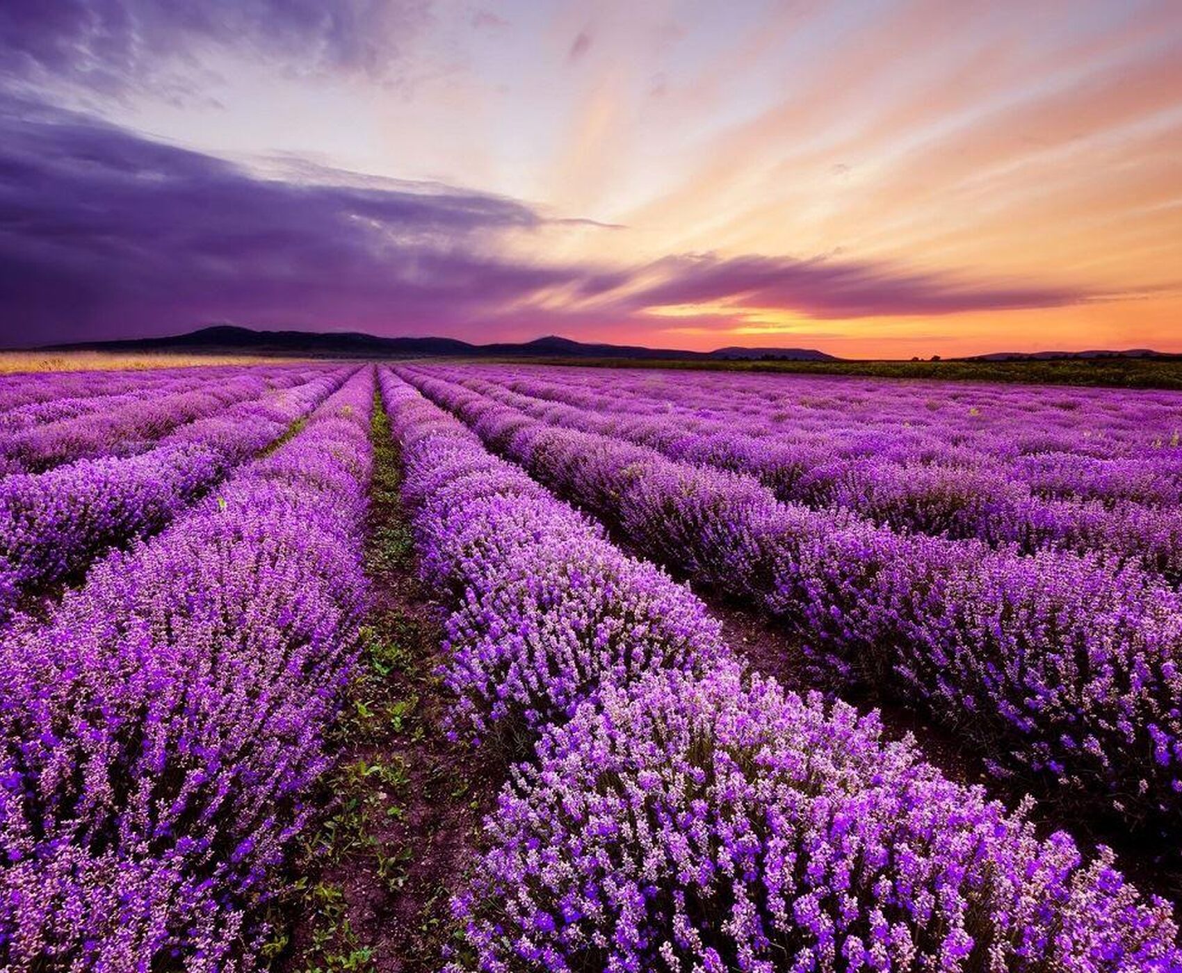 ALTINBEŞİK MAĞARASI & ORMANA DÜĞMELİ EVLER & BEYŞEHİR NİLÜFER BAHÇELERİ & LEYLEKLER VADİSİ & LAVANTA TARLALARI