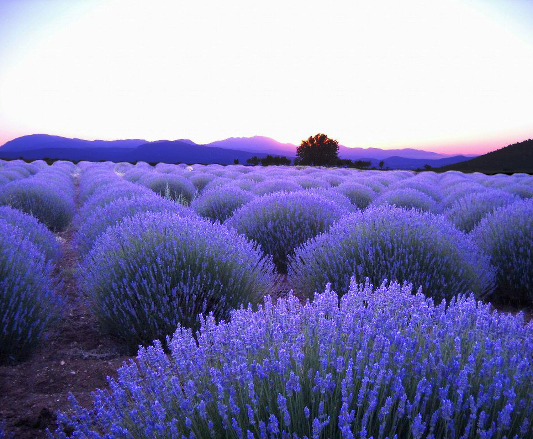 ALTINBEŞİK MAĞARASI & ORMANA DÜĞMELİ EVLER & BEYŞEHİR NİLÜFER BAHÇELERİ & LEYLEKLER VADİSİ & LAVANTA TARLALARI