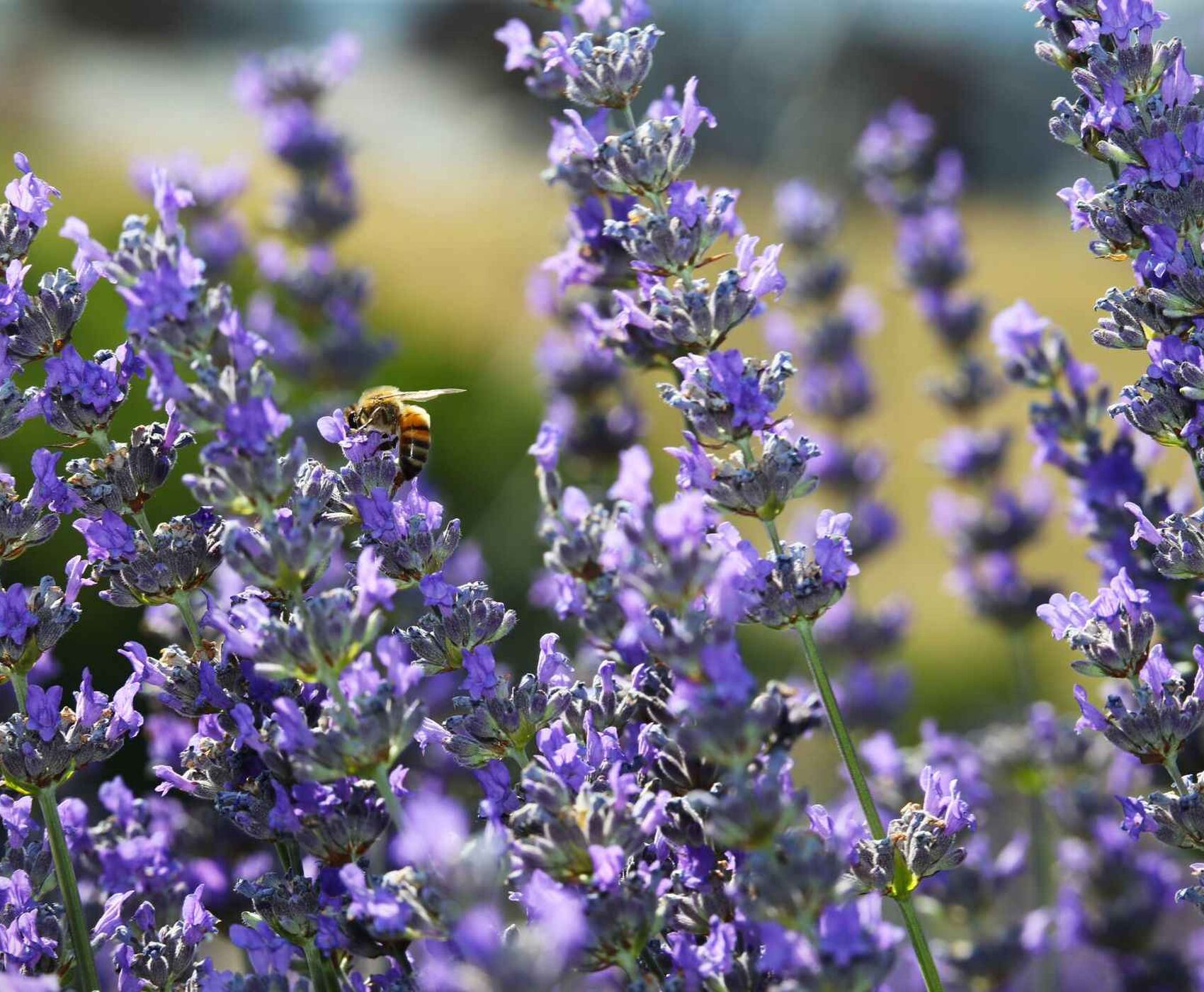 ALTINBEŞİK MAĞARASI & ORMANA DÜĞMELİ EVLER & BEYŞEHİR NİLÜFER BAHÇELERİ & LEYLEKLER VADİSİ & LAVANTA TARLALARI