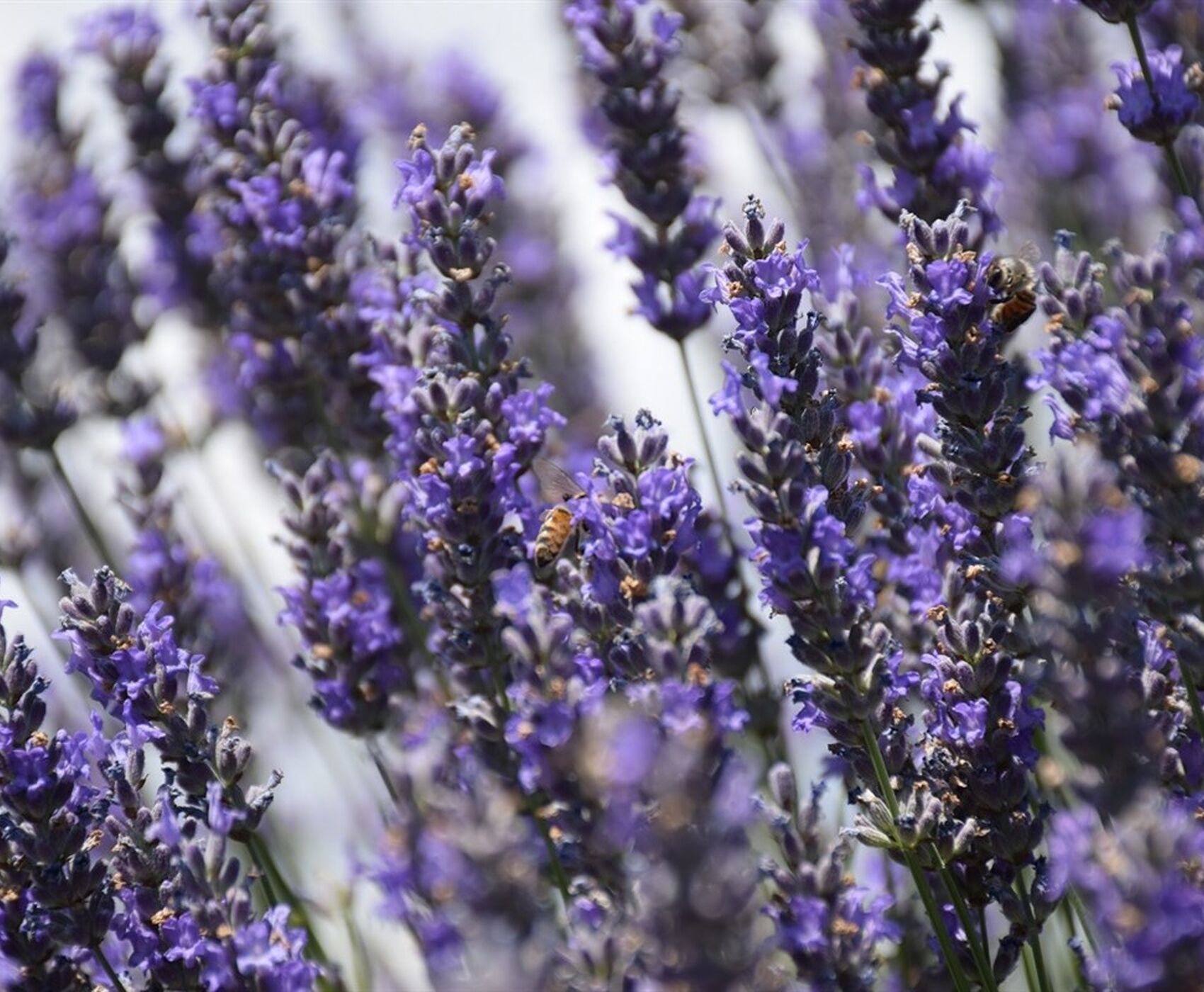 ALTINBEŞİK MAĞARASI & ORMANA DÜĞMELİ EVLER & BEYŞEHİR NİLÜFER BAHÇELERİ & LEYLEKLER VADİSİ & LAVANTA TARLALARI