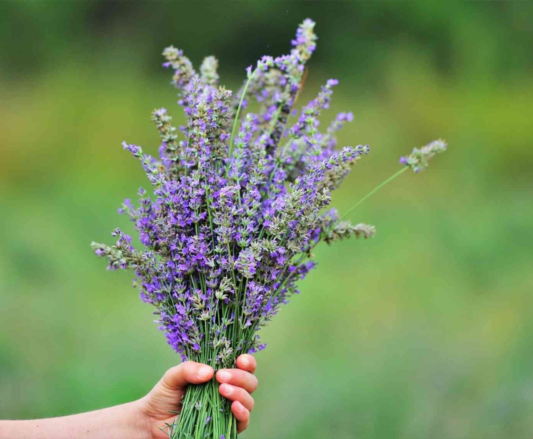 ALTINBEŞİK MAĞARASI & ORMANA DÜĞMELİ EVLER & BEYŞEHİR NİLÜFER BAHÇELERİ & LEYLEKLER VADİSİ & LAVANTA TARLALARI