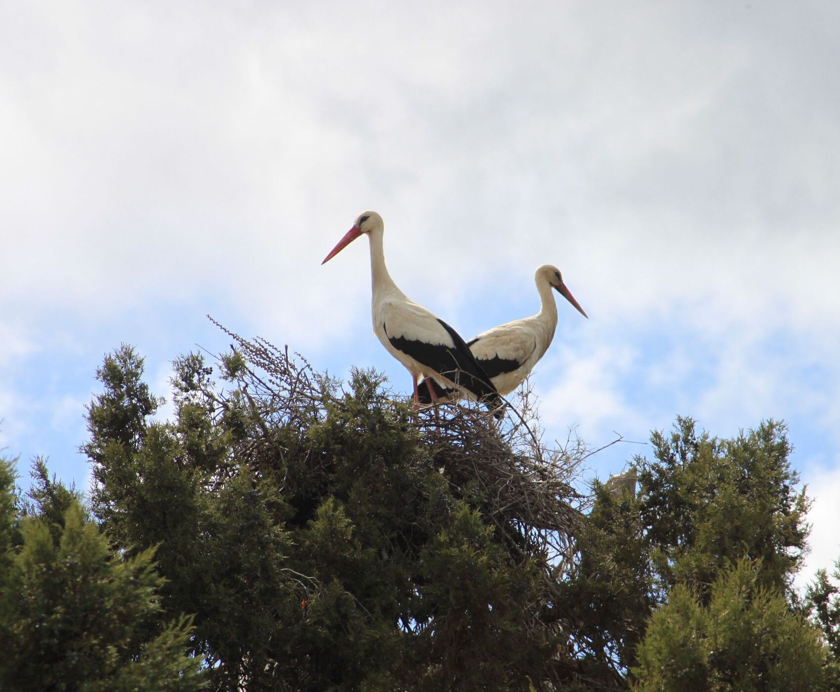 ALTINBEŞİK MAĞARASI & ORMANA DÜĞMELİ EVLER & BEYŞEHİR NİLÜFER BAHÇELERİ & LEYLEKLER VADİSİ & LAVANTA TARLALARI