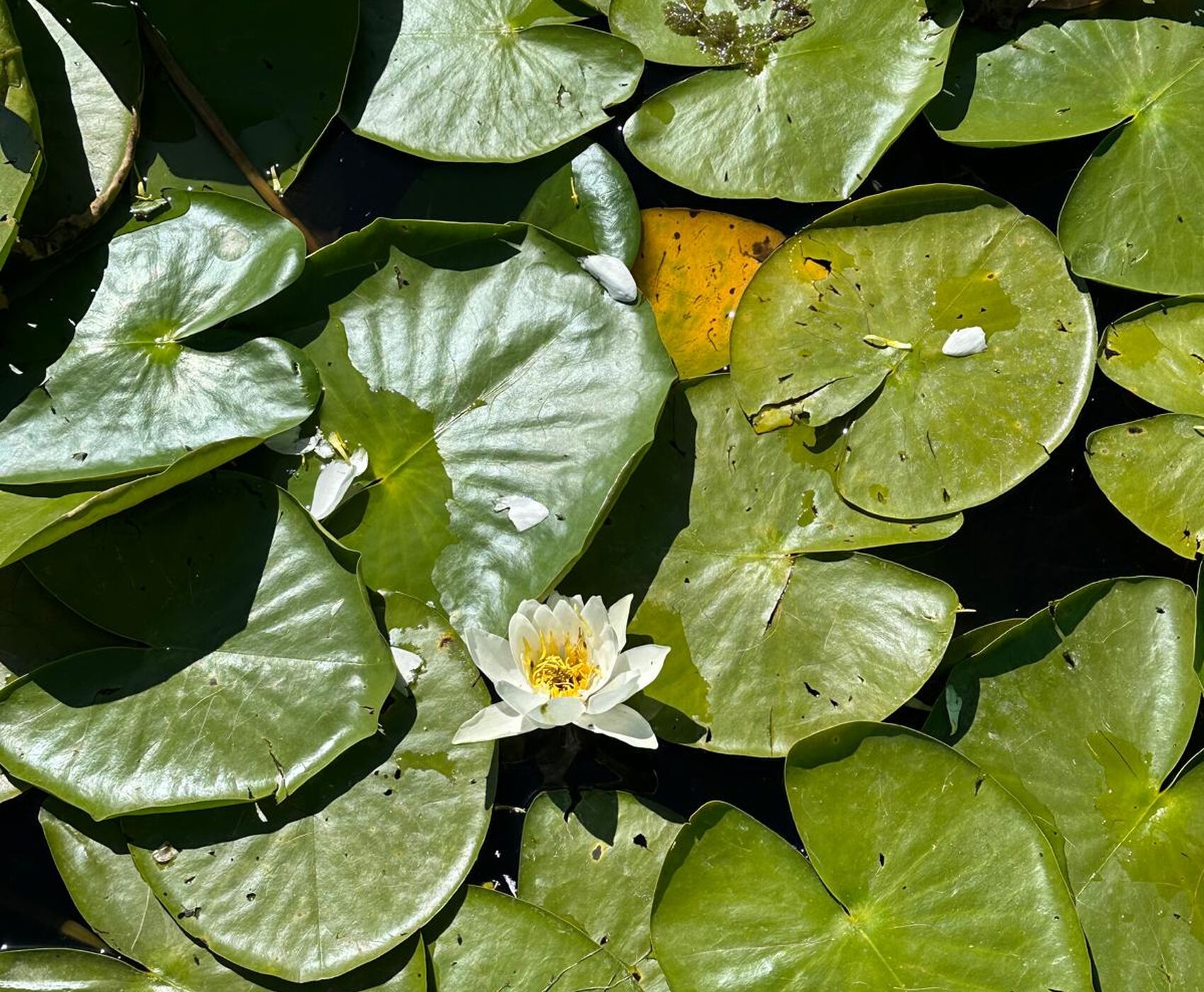 ALTINBEŞİK MAĞARASI & ORMANA DÜĞMELİ EVLER & BEYŞEHİR NİLÜFER BAHÇELERİ & LEYLEKLER VADİSİ & LAVANTA TARLALARI