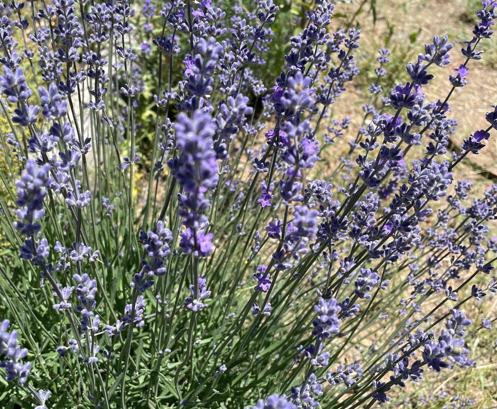 ALTINBEŞİK MAĞARASI & ORMANA DÜĞMELİ EVLER & BEYŞEHİR NİLÜFER BAHÇELERİ & LEYLEKLER VADİSİ & LAVANTA TARLALARI