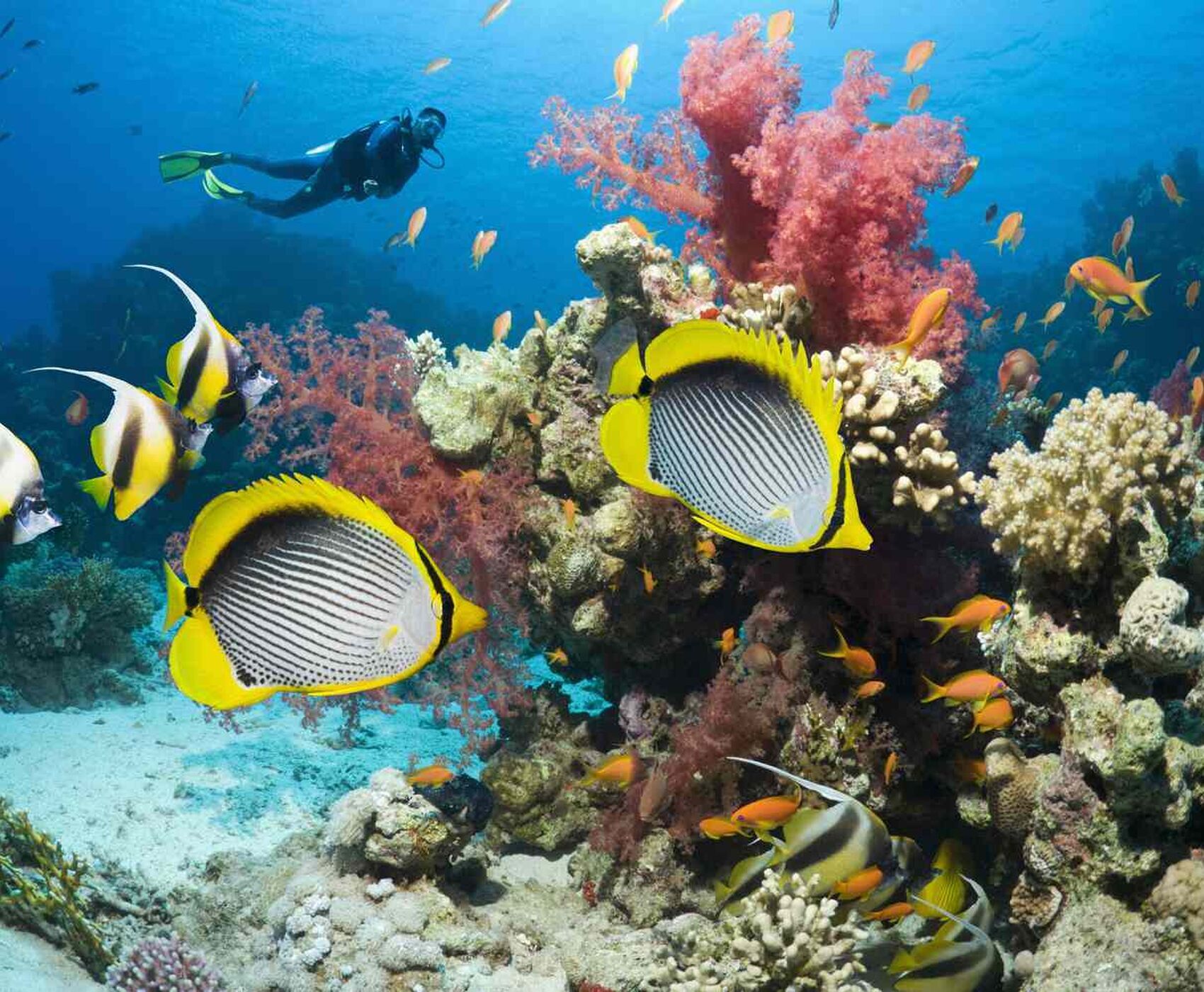 ANKARA ÇIKIŞLI HERŞEY DAHİL UÇAKLI BAŞTAN BAŞA MISIR HURGHADA LUXOR KAHİRE SHARM EL SHEİKH